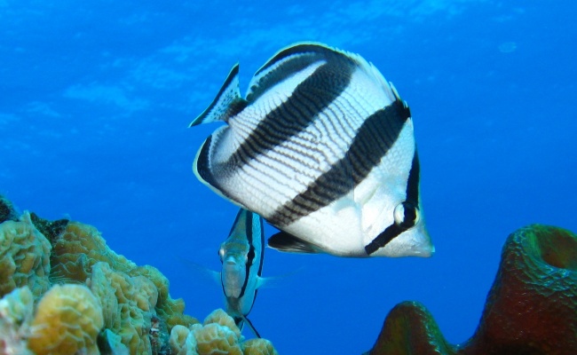fish